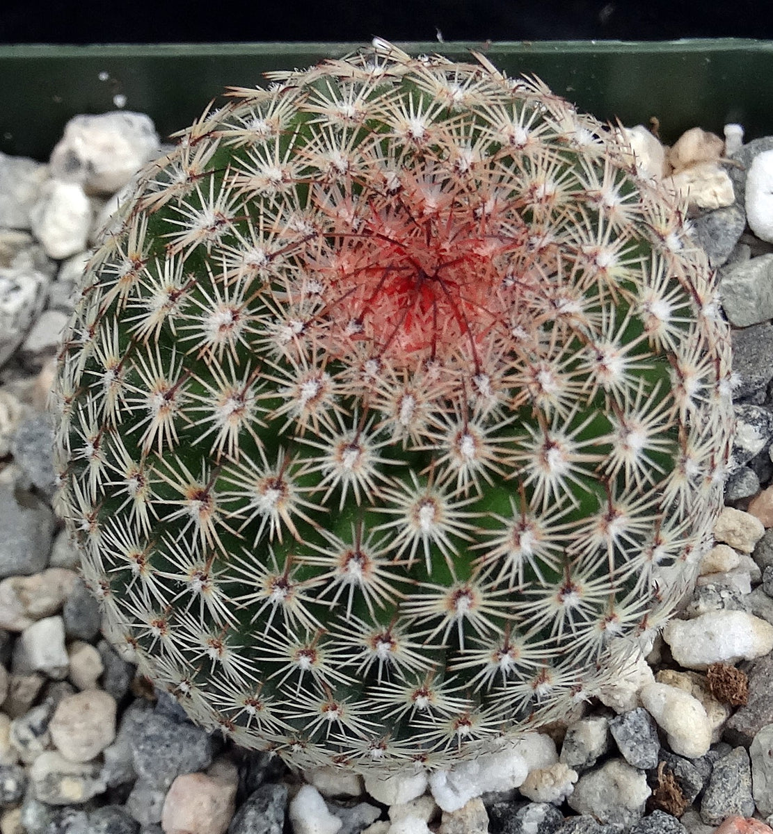 Mammillaria matudae – Kyle's Plants