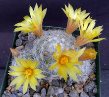 Load image into Gallery viewer, Mammillaria baumii *Big Clumps*