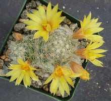 Load image into Gallery viewer, Mammillaria baumii *Big Clumps*