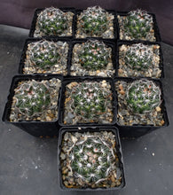 Load image into Gallery viewer, Mammillaria melaluca