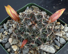 Load image into Gallery viewer, Mammillaria melaluca
