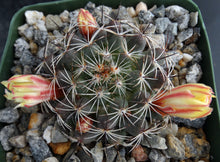 Load image into Gallery viewer, Mammillaria melaluca