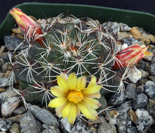 Load image into Gallery viewer, Mammillaria melaluca