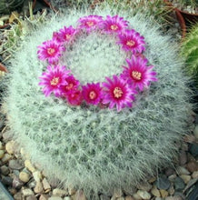 Load image into Gallery viewer, Mammillaria hahniana