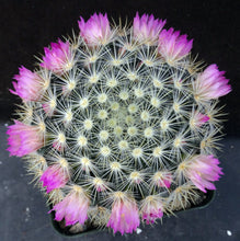 Load image into Gallery viewer, Mammillaria laui v. subducta *Bigger Plant*