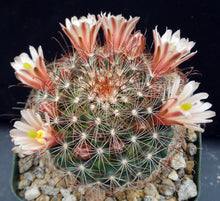 Load image into Gallery viewer, Mammillaria saffordii *Nice Clumps*