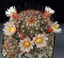 Load image into Gallery viewer, Mammillaria saffordii *Nice Clumps*