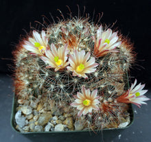 Load image into Gallery viewer, Mammillaria saffordii *Nice Clumps*