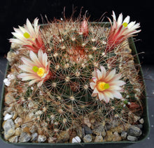 Load image into Gallery viewer, Mammillaria saffordii *Nice Clumps*