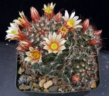 Load image into Gallery viewer, Mammillaria saffordii *Nice Clumps*