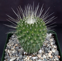 Load image into Gallery viewer, Mammillaria spinosissima cv. 'Un Pico'