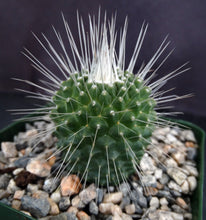 Load image into Gallery viewer, Mammillaria spinosissima cv. 'Un Pico'