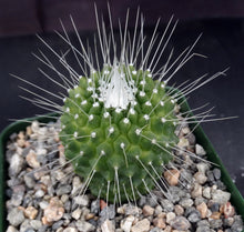 Load image into Gallery viewer, Mammillaria spinosissima cv. 'Un Pico'