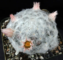Load image into Gallery viewer, Mammillaria plumosa