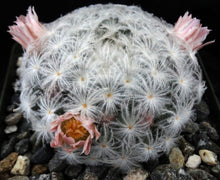 Load image into Gallery viewer, Mammillaria plumosa