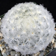 Load image into Gallery viewer, Mammillaria plumosa