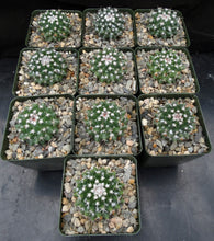 Load image into Gallery viewer, Mammillaria bucareliensis
