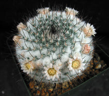Load image into Gallery viewer, Mammillaria chionocephala aka M. ritteriana