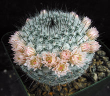 Load image into Gallery viewer, Mammillaria chionocephala aka M. ritteriana