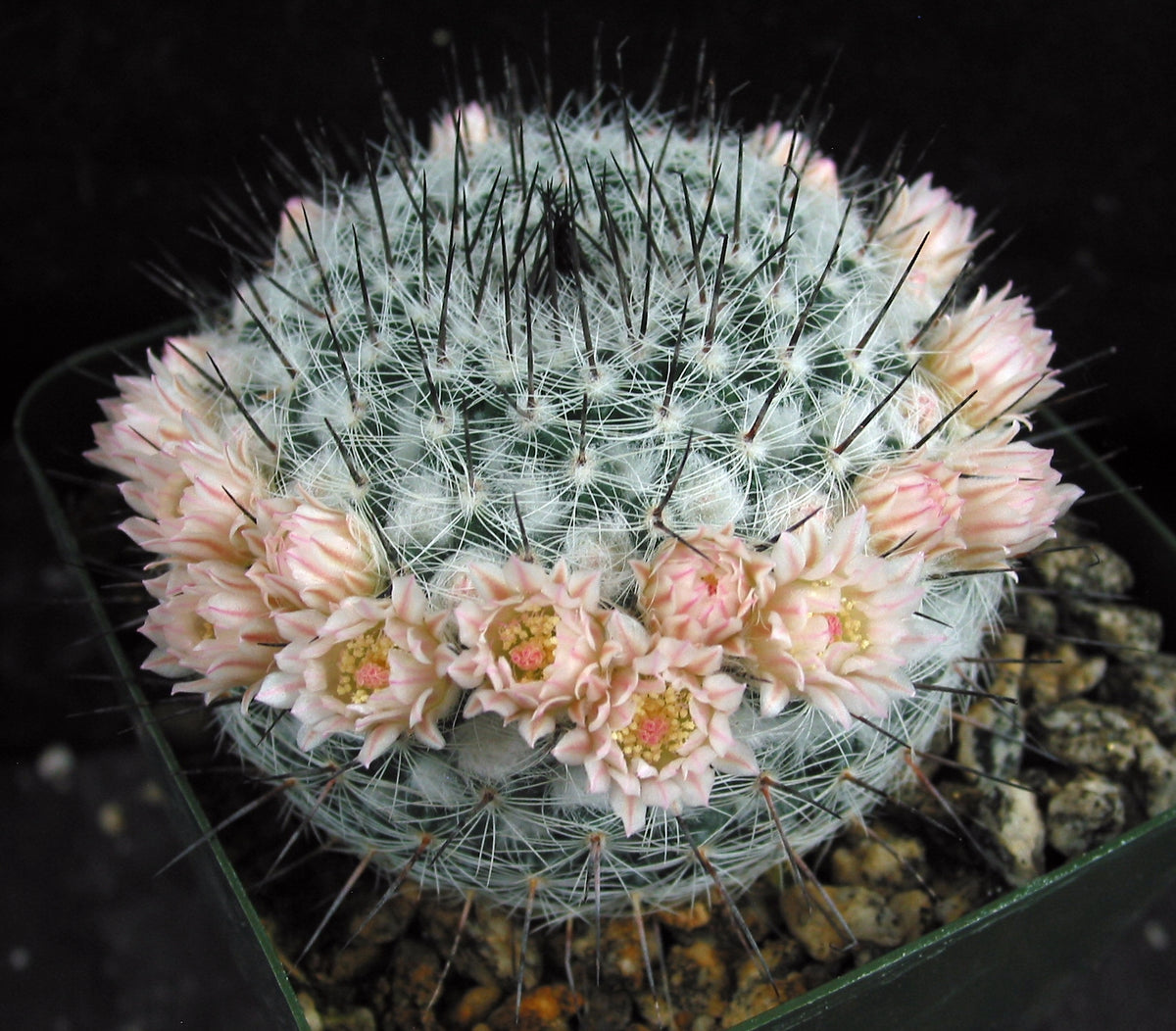 Mammillaria chionocephala aka M. ritteriana – Kyle's Plants