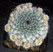 Load image into Gallery viewer, Mammillaria chionocephala aka M. ritteriana