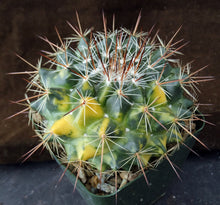 Load image into Gallery viewer, Mammillaria melanocentra v. rubrograndis 'variegata' Variegated