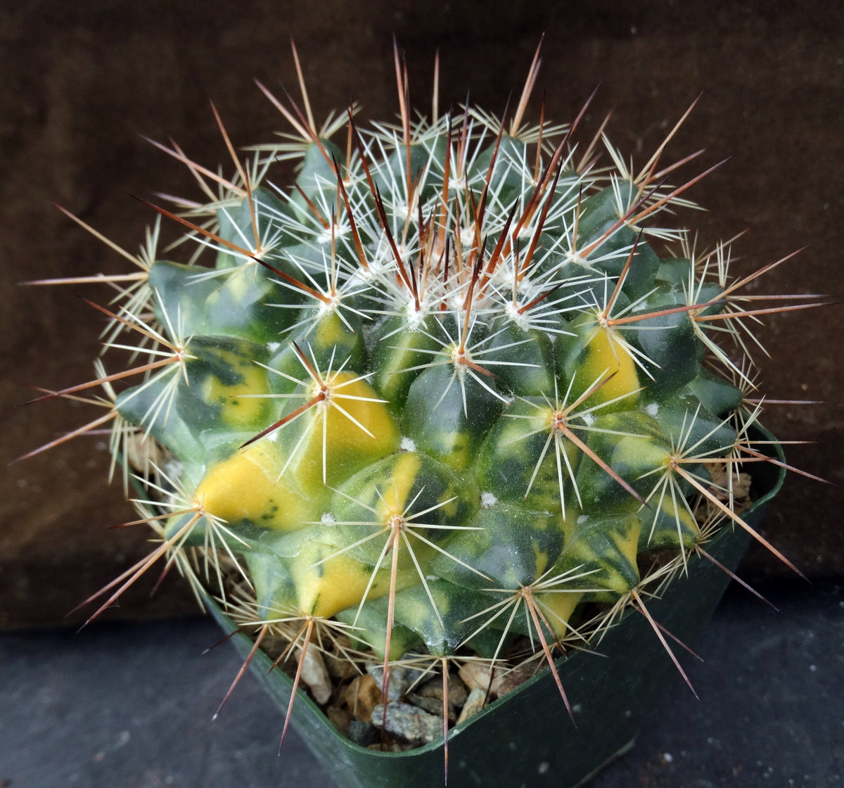 Mammillaria melanocentra v. rubrograndis 'variegata' Variegated – Kyle's  Plants