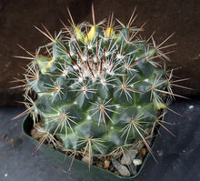 Load image into Gallery viewer, Mammillaria melanocentra v. rubrograndis 'variegata' Variegated