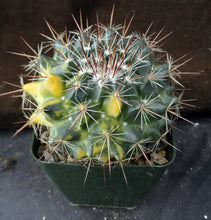 Load image into Gallery viewer, Mammillaria melanocentra v. rubrograndis 'variegata' Variegated