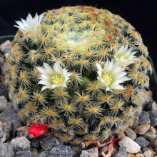 Load image into Gallery viewer, Mammillaria schiedeana
