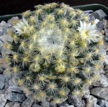 Load image into Gallery viewer, Mammillaria schiedeana