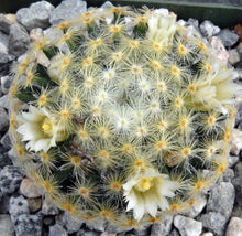 Load image into Gallery viewer, Mammillaria schiedeana