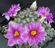 Load image into Gallery viewer, Mammillaria schumannii v. globosa