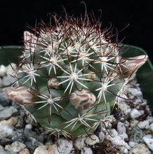 Load image into Gallery viewer, Mammillaria schumannii v. globosa