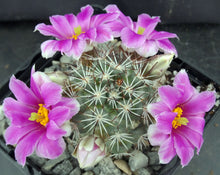 Load image into Gallery viewer, Mammillaria schumannii v. globosa