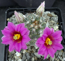 Load image into Gallery viewer, Mammillaria schumannii v. globosa