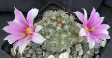 Load image into Gallery viewer, Mammillaria schumannii v. globosa