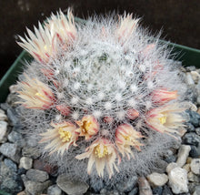 Load image into Gallery viewer, Mammillaria schwarzii