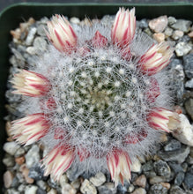 Load image into Gallery viewer, Mammillaria schwarzii