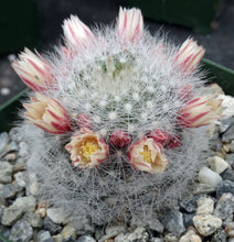 Load image into Gallery viewer, Mammillaria schwarzii