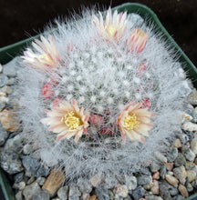 Load image into Gallery viewer, Mammillaria schwarzii