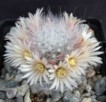 Load image into Gallery viewer, Mammillaria schwarzii