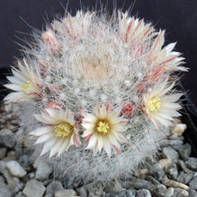 Load image into Gallery viewer, Mammillaria schwarzii