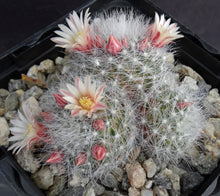 Load image into Gallery viewer, Mammillaria schwarzii Clumping plants!