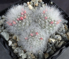 Load image into Gallery viewer, Mammillaria schwarzii Clumping plants!