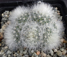 Load image into Gallery viewer, Mammillaria schwarzii Clumping plants!