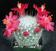 Load image into Gallery viewer, Mammillaria senilis