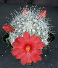 Load image into Gallery viewer, Mammillaria senilis