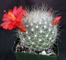 Load image into Gallery viewer, Mammillaria senilis