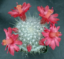 Load image into Gallery viewer, Mammillaria senilis